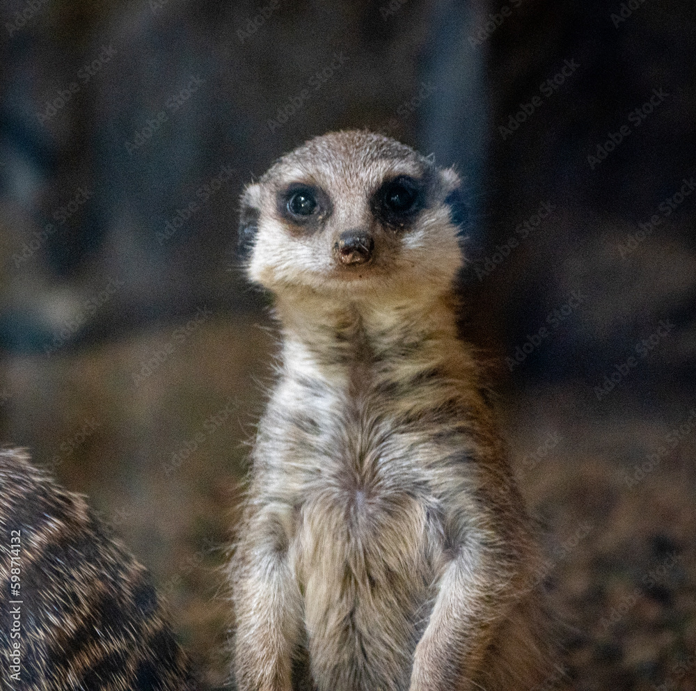 Sofia zoo photography August 2023 Sofia zoo photography August 2023