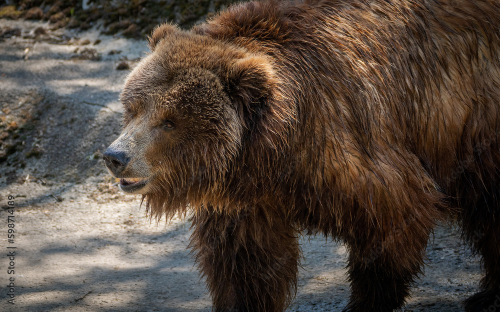 Magnificent brown bear photography during her walk Magnificent brown bear photography during her walk