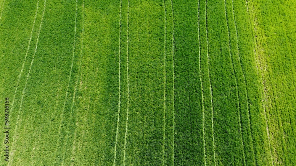 Aerial view of a large field of young green wheat with imprinted traces of tractor tires Aerial view of a large field of young green wheat with imprinted traces of tractor tires