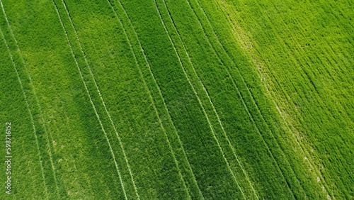 Aerial view of a large field of young green wheat with imprinted traces of tractor tires