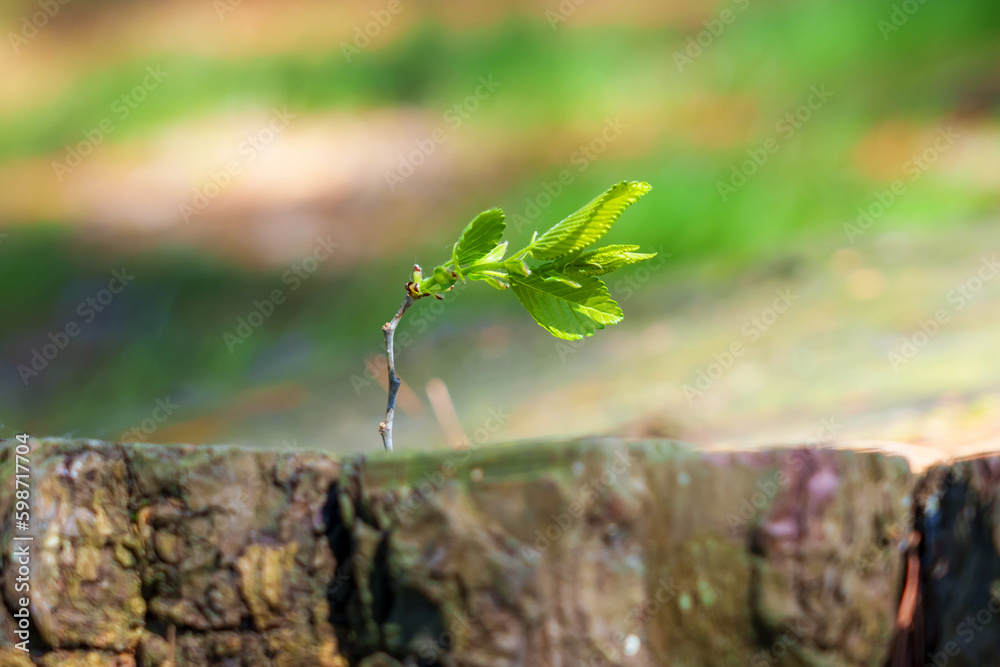 A sprout beginning a new life with green young leaf on a felled tree in the forest A sprout beginning a new life with green young leaf on a felled tree in the forest