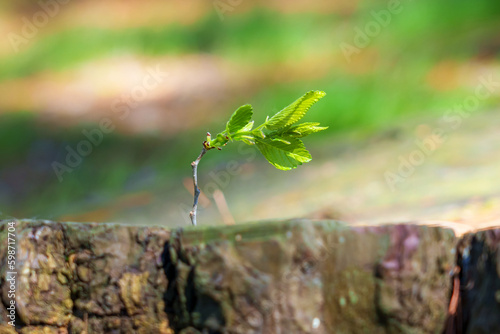 A sprout beginning a new life with green young leaf on a felled tree in the forest