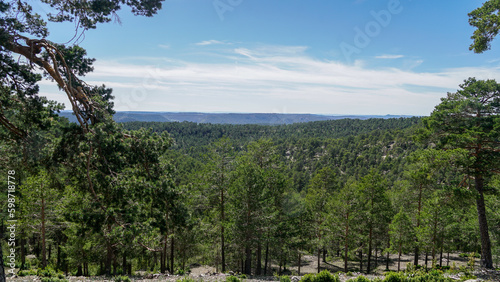Bosques de la Serrania de Cuenca y Teruel de enormes pinos silvestres de mas de 25 metros de altura