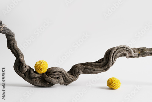 Natural wooden branch and yellow flowers on grey background mockup. Rough textured piece of wood or twig for product advertising. Eco spa and beauty display. Minimal concept. Copy space, front view.