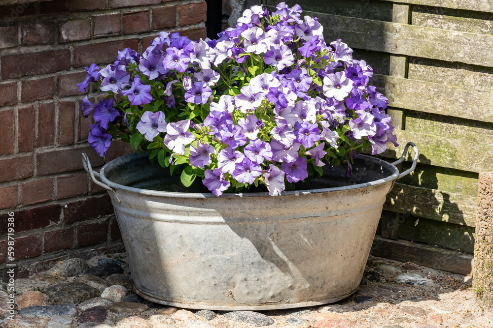 Fototapeta premium Lilac petunias in a metal bowl in a country garden. Vintage composition with flowers, old brick wall, paving stones and wooden planks.