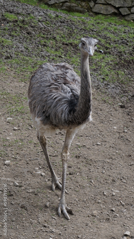 Struś, Struthio camelus, zamieszkujący sawanny, półpustynie i pustynie Afryki, Australii i Ameryki Południowej. jest jednym z największych ptaków - waga do 160 kg, wzrost do 245 cm. - obrazy, fototapety, plakaty 