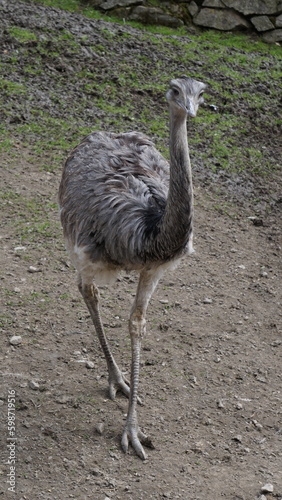Struś, Struthio camelus, zamieszkujący sawanny, półpustynie i pustynie Afryki, Australii i Ameryki Południowej. jest jednym z największych ptaków - waga do 160 kg, wzrost do 245 cm. © Sławek
