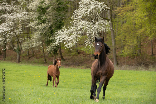 Pferde vor Kirschblüten