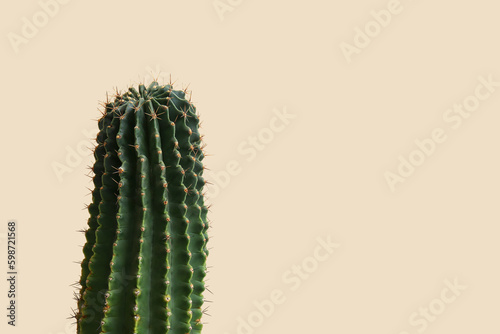 Cactus on beige background, closeup