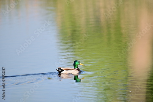 Green duck on water lake surface on spring time