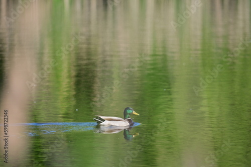 Green duck on water lake surface on spring time © Diana M.