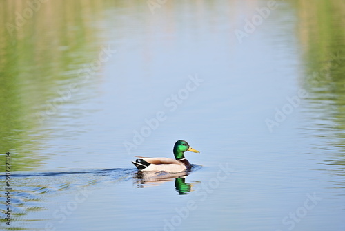 Green duck on water lake surface on spring time