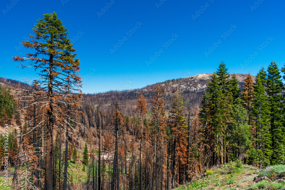 Burned forest seen in Lassen Volcanic National Park