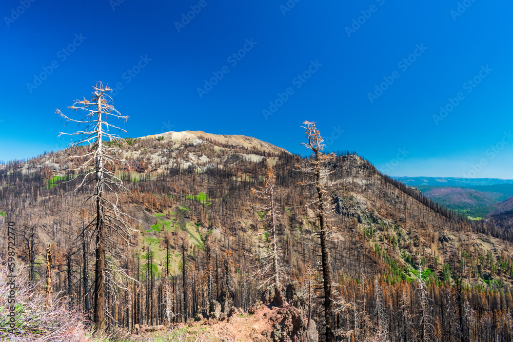 Fototapeta premium Burned forest seen in Lassen Volcanic National Park