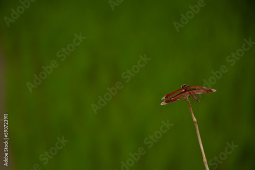 Dragonfly is sitting on a leaf.
