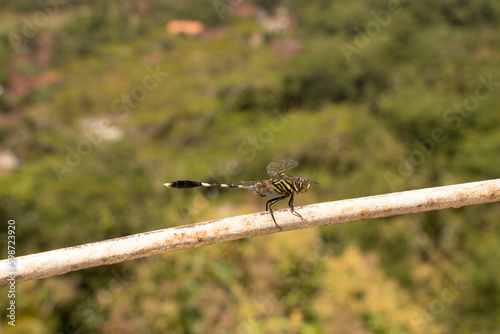 Dragonfly is sitting on a branch.  photo