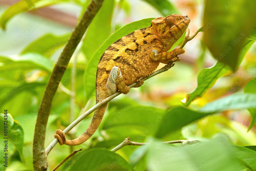Chameleons of Madagascar: Yellow and brown striped Panther Chameleon, Furcifer pardalis in typical green forest environment. Andasibe, Madagascar. Chameleons of Madagascar: Yellow and brown striped Panther Chameleon, Furcifer pardalis in typical green forest environment. Andasibe, Madagascar.