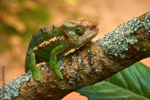 Endemic to Madagascar, close up Round-horned chameleon, Calumma globifer, intensely coloured large chameleon isolated against blurred background, endangered wild animal. 