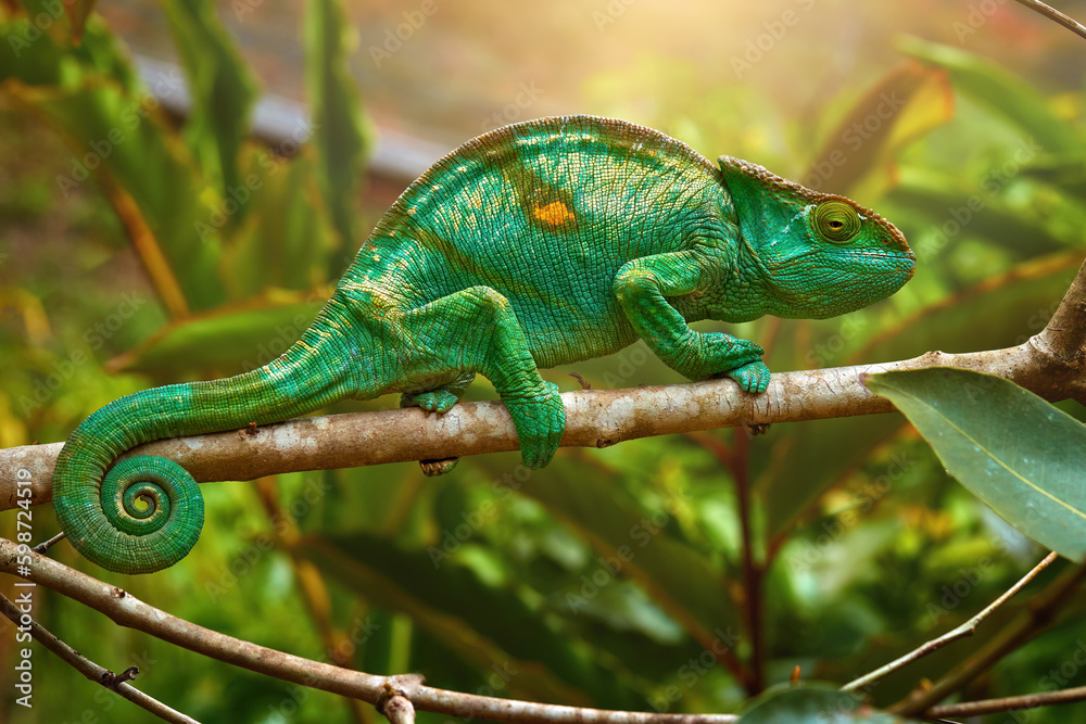 Bright green Parson's chameleon, Calumma parsonii, huge colourful chameleon climbing up tree branch, Wild animal, Madagascar. Bright green Parson's chameleon, Calumma parsonii, huge colourful chameleon climbing up tree branch, Wild animal, Madagascar.