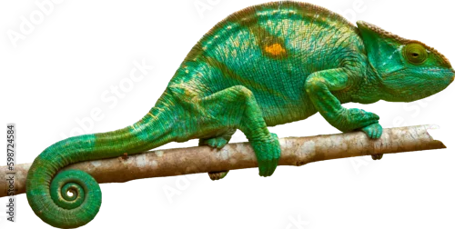 Fototapeta Isolated Bright green Parson's chameleon, Calumma parsonii, huge colourful chameleon climbing up tree branch, curled tail, Wild animal, Madagascar.
