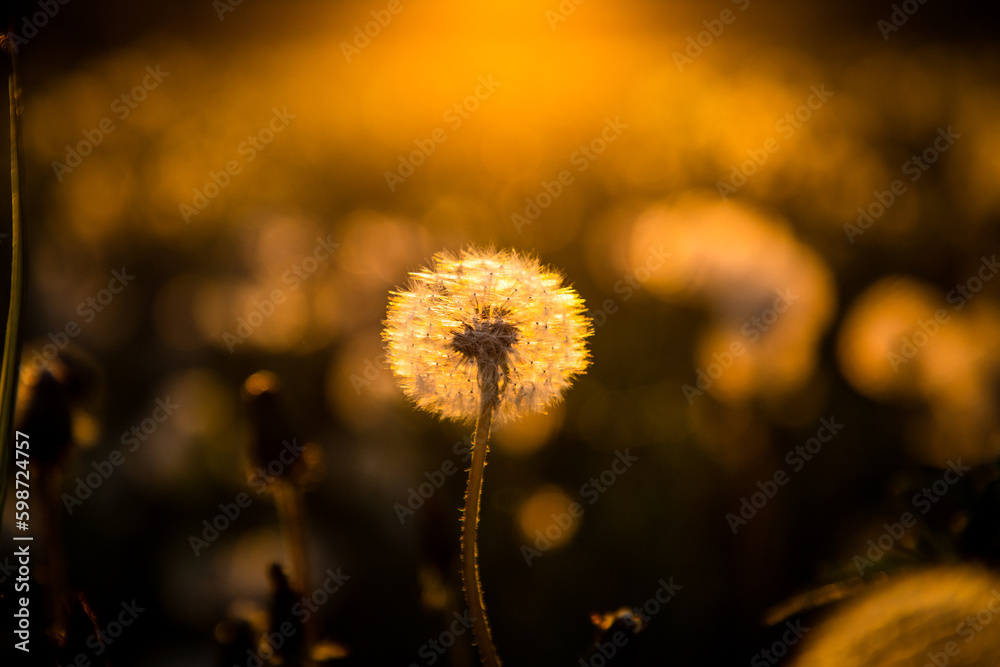 dandelion field with seeds at sunset