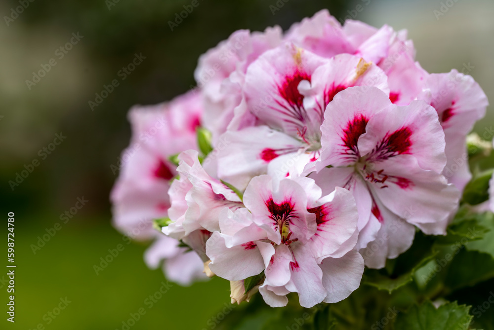 Pelargonium or “Pelargonium Grandiflorum” flower. Close up Pink Regal pelargonium. Grandiflora royal pelargonium variety Burghi plant. Canan or geranium flower . Pelargonium or “Pelargonium Grandiflorum” flower. Close up Pink Regal pelargonium. Grandiflora royal pelargonium variety Burghi plant. Canan or geranium flower .