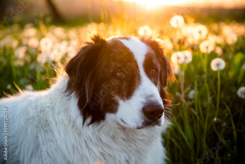 Fototapeta Naklejka Na Ścianę i Meble -  dog portrait in dandelion field at sunset