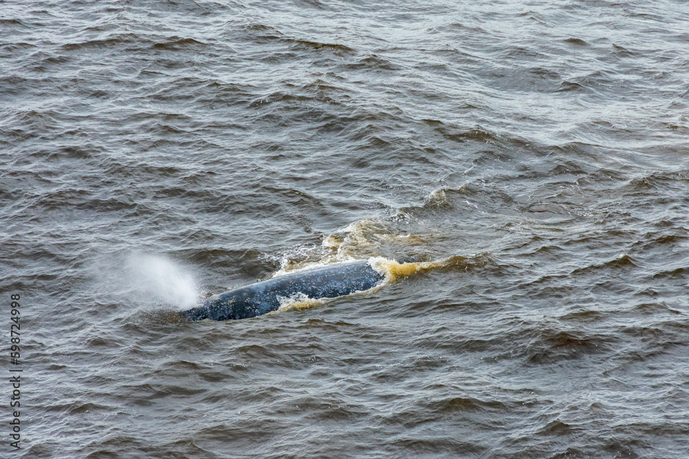 Obraz premium Grey Whale off Oregon Coast, USA