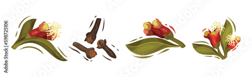 Clove Aromatic Flower and Dried Spice Vector Set