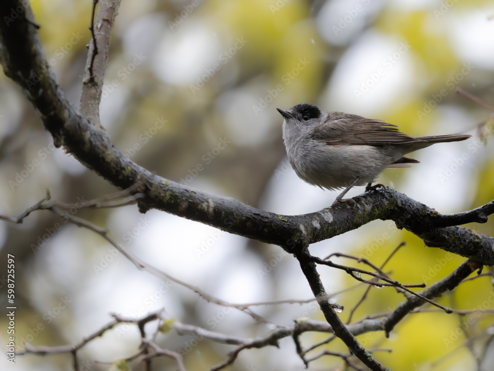 Mönchesgrasmücke (Sylvia atricapilla) männlich Mönchesgrasmücke (Sylvia atricapilla) männlich