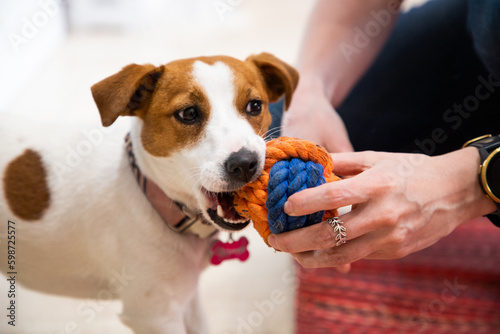 jack russel terrier playing with ball