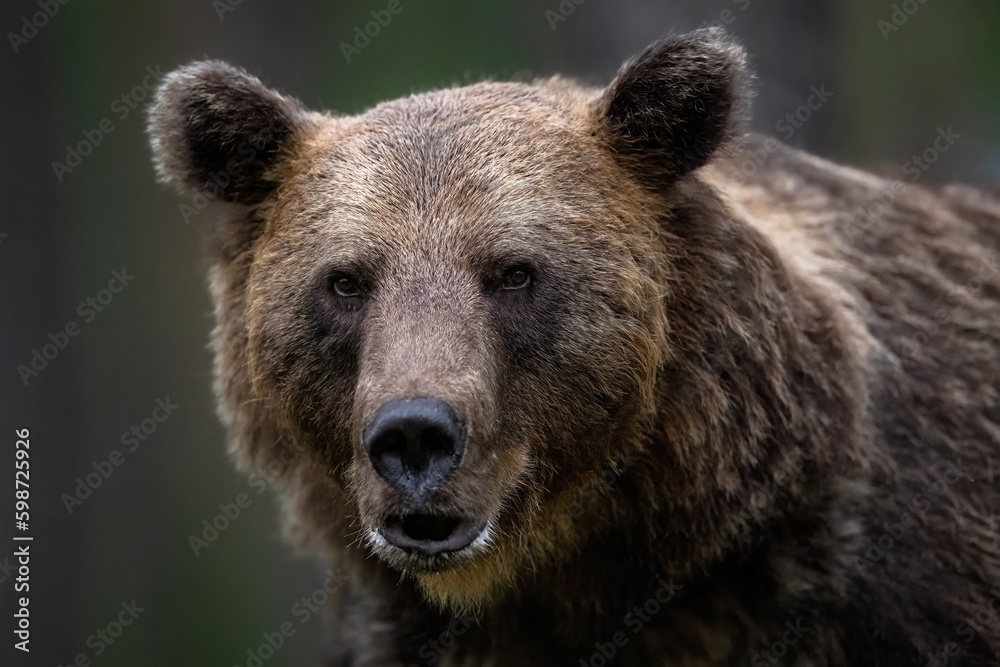 Portrait of brown bear in the forest