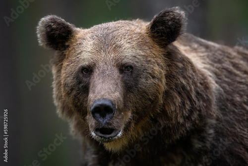 Portrait of brown bear in the forest photo