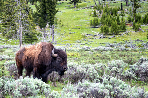 American bison grazing in the mammoth hills of Yellowstone National Park photo