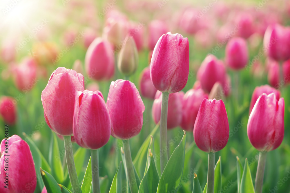 Fototapeta premium Kwiaty tulipany, tapeta