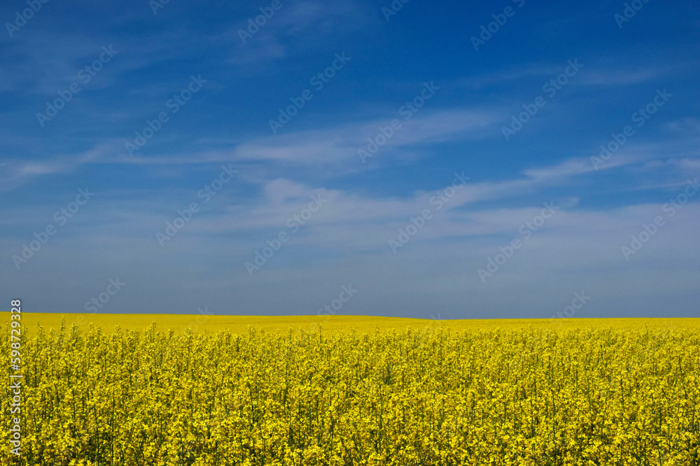 Yellow rapeseed canola field closeup. blooming bright flowers. long green stems. blue sky and white clouds. rural field. farming and agriculture. spring scene. vegetable cooking oil production
