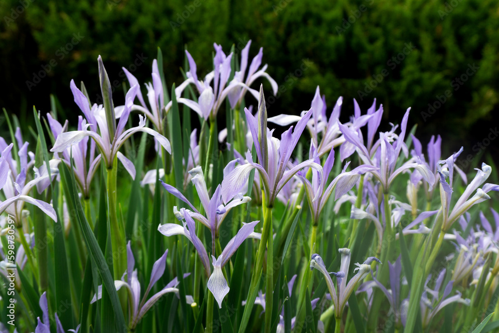 Iris Lactea