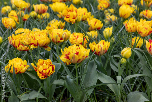 yellow-red tulips blooming in a garden