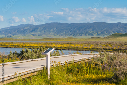 Wooden boardwalk through the fields of yellow wildflowers blooming at the lakeshore of Soda Lake, Carrizo Plain National Monument, CA