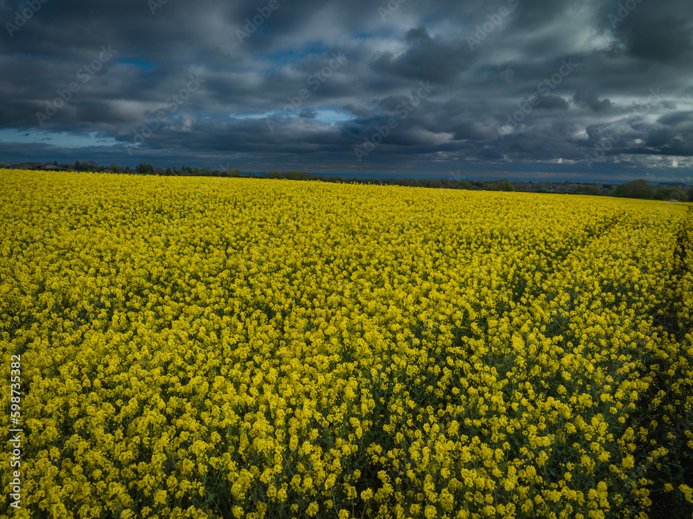 Obraz premium Rapeseed Field 