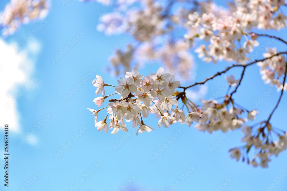 Sakura tree with blooming flowers on spring day, closeup Sakura tree with blooming flowers on spring day, closeup
