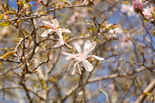 Tree branches with blooming Magnolia flowers outdoors, closeup © Pixel-Shot