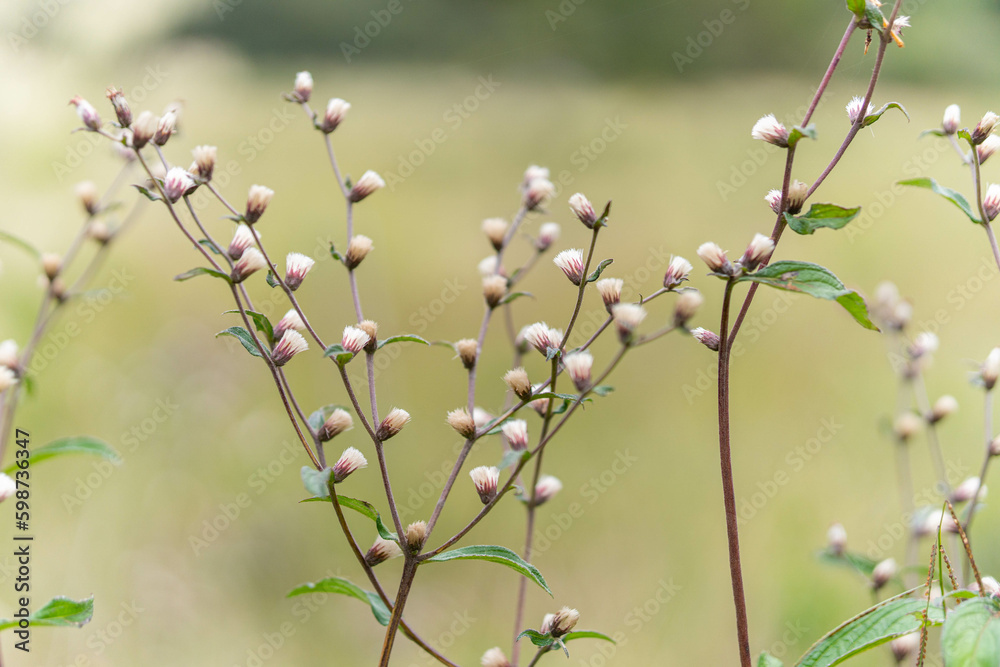 small wildflowers small wildflowers