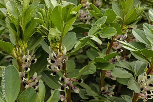 flowering broad bean plants at an agricultural field