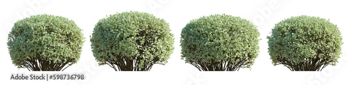 Set of Cornus alba Siberian dogwood bush shrub hedge isolated png on a transparent background perfectly cutout
 photo