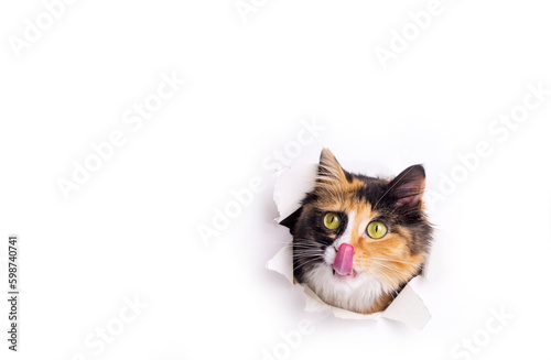 Cute calico cat animal clim...