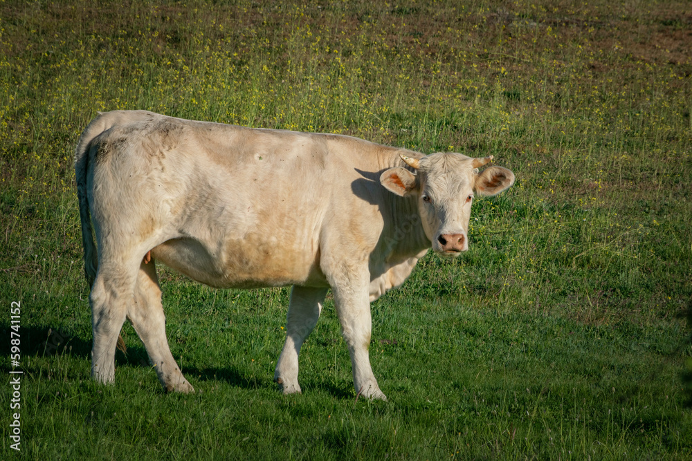 Vaca en el campo