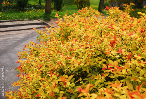 Japanese spiraea Goldflame Firelight, Spiraea japonica, the Japanese meadowsweet is a shrub with colorful foliage in spring. In the background is a residential area, yard, lawn, street.