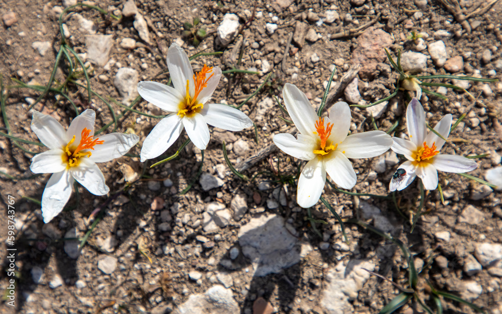 Endemic crocus species;. Scientific name; Crocus fleischeri. Usak - Turkey Endemic crocus species;. Scientific name; Crocus fleischeri. Usak - Turkey