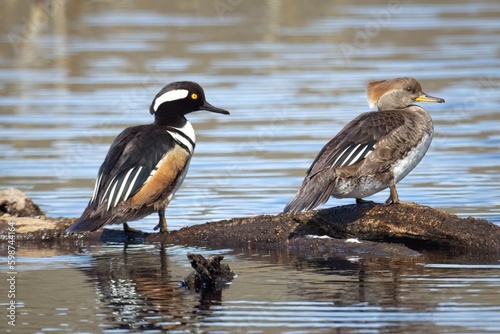 Hooded merganser couple perched on log.